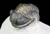 Bargain, Gerastos Trilobite Fossil - Morocco #69112-2